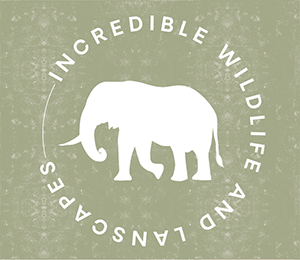 Elephants and other wildlife on Tanzania safaris.