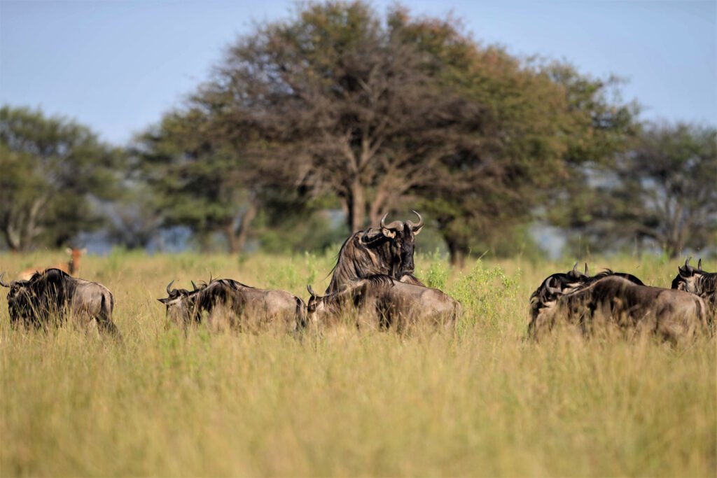 Wildebeest spotted grazing during the great migration Serengeti.