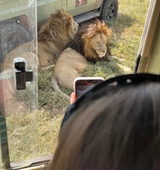 lions-safari-fleet Lions spotted resting by the Tanzania Safari Bug safari vehicles.